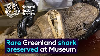 Rare Greenland shark specimen preserved at the Museum [upl. by Notlil]