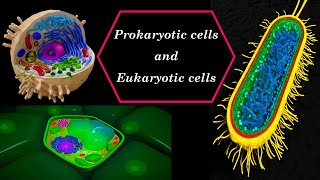 Prokaryotic cells and Eukaryotic cells [upl. by Marisa580]