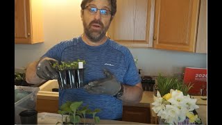 Nadia Eggplant transplanting seedlings from a plug tray [upl. by Inama]