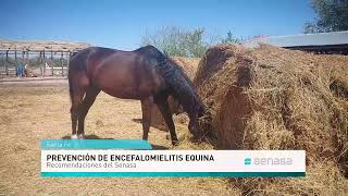 Cómo prevenir la encefalomielitis equina [upl. by Eiraminot93]