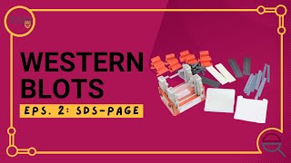 Western Blot Introduction to SDSPAGE [upl. by Hajan206]