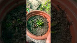 🌱🌱Haworthia plant 🪴 [upl. by Ssilem]