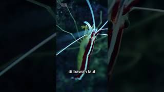 Perjalanan udang di kedalaman laut animals faktaunik [upl. by Brandon958]