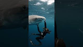 I Swim Under A Tiger Shark😮 shark sharks tigershark sharkdiving [upl. by Bortman]