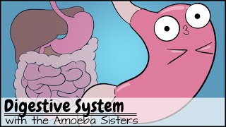 Digestive System [upl. by Laurens596]