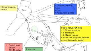 Cranial nerve VII [upl. by Derwood55]