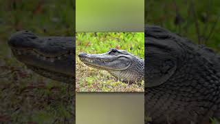 Whats The Difference Between Alligators And Crocodiles [upl. by Morentz]