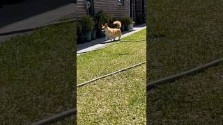 He never gave the ball 😤 trending subscribe shorts dog corgi challenge [upl. by Cherey]