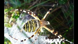 SPIDER ARAIGNÉE ARGIOPE FRELON ARGIOPE BRUENNICHI MANGE UNE SAUTERELLE [upl. by Mines]