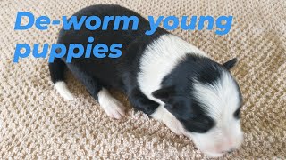 De worm Young Puppies [upl. by Launce]