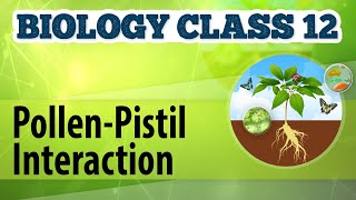 PollenPistil Interaction  Reproduction in Plants  Biology Class 12 [upl. by Anivla]