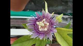 Passion Flower  Its care and growing conditions of Passion Flower or Passiflora Vine [upl. by Haerb569]