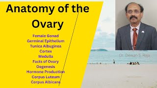 Anatomy of the Ovary [upl. by Eivad]