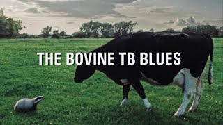 The Bovine TB Blues  by THE ALCHEMISTS OF POP [upl. by Ailima165]