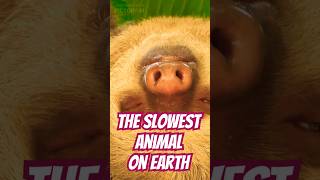 quotThreeToed Sloth The Slowest Animalquot threetoedsloth slowestanimal naturelovers animalfacts [upl. by Seilenna]