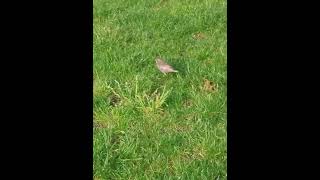 Un jeune étourneau sansonnet marchant tranquille sur la pelouse oiseaux natureenville animaux [upl. by Marie-Jeanne844]