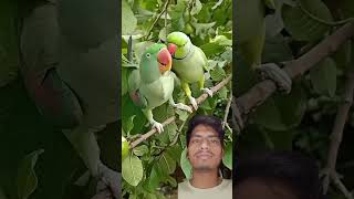 Cute parrots😂 parrot birds parrottalking nature animalstalkingparrot ytshortstrendingshorts [upl. by Anait]