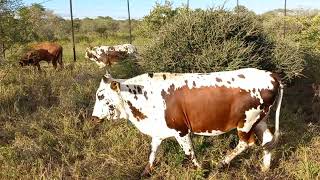 Nguni Cattle Quick field visit TT BALL NGUNI 1st March 2023 [upl. by Boylston497]