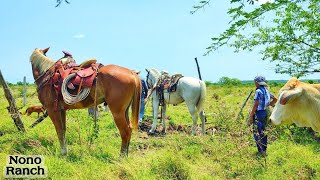 Buscando Becerro Matrero [upl. by Shepley]