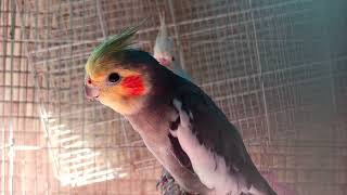 Grey Cockatiel Albino Cockatiel White Lemon Face Cockatiel CockatielsCraze [upl. by Winthrop]