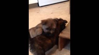 Cutest cairn terrier puppies 8 weeks old [upl. by Andrey521]