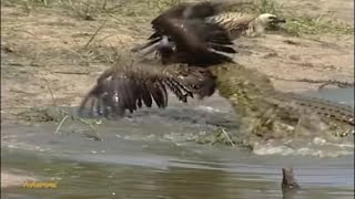 Crocodile vs Bird A Surprising Showdown at the Waters Edge [upl. by Vassily]