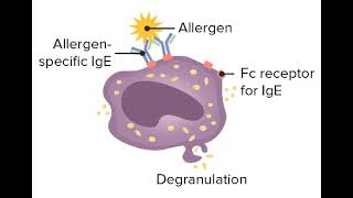 9 Hypersensitivity reactions Type 1 Hypersensitivity anaphylactic reaction شرح بالعربي [upl. by Sutton28]