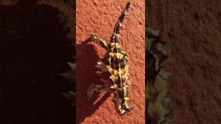 Wild Thorny Devil Moloch horridus interaction [upl. by Gerrie]