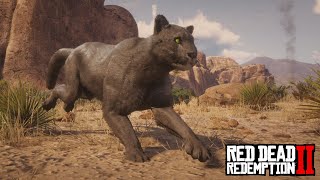 Red Dead Redemption 2  Legendary Cougar Location amp Hunt [upl. by Metzger]