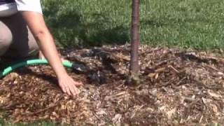 Watering Young Trees [upl. by Sherrill]