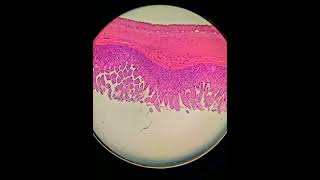 Practical Histology tissues under microscope 🔬 [upl. by Aronal719]