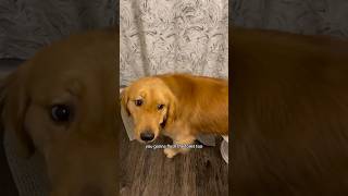 Potty Training a Golden Retriever The Ultimate Guide [upl. by Criswell]