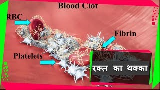 Blood coagulationHindi  रक्त का थक्का बनने कि प्रक्रिया  ToknowHub [upl. by Gothard267]