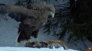 La légende des aigles  Documentaire animalier [upl. by Chandra]