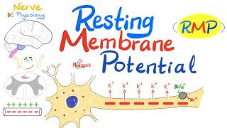 Resting Membrane Potential RMP  Nerve Physiology [upl. by Katie]