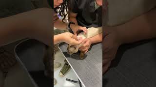 Another visit to the vet for deworming cat shortvideo siamesecats milo [upl. by Maher]