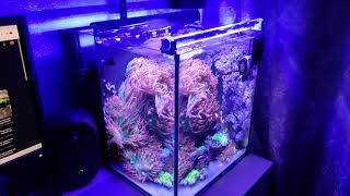 Actinic nano reef tank  60L [upl. by Fleeman]