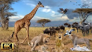 8K African Wildlife Kalahari Gemsbok National Park  Natures epic safari destination in Africa [upl. by Warren974]