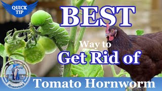 Tomato Hornworms  BEST Way to Get Rid Of Tomato Hornworms [upl. by Hollie]