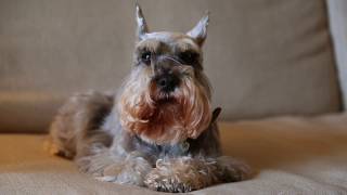 Miniature Schnauzer Dogs 101 Is a Miniature Schnauzer Dog Right For You [upl. by Ubana418]