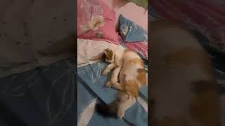 So sweet cat😘cat video [upl. by Eehsar]