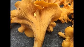 Chanterelle Mushroom amp Jack OLantern Identification [upl. by Llertnom491]