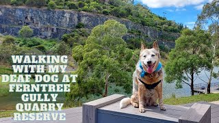 Walking With My Deaf Dog at Ferntree Gully Quarry Reserve [upl. by Orag648]