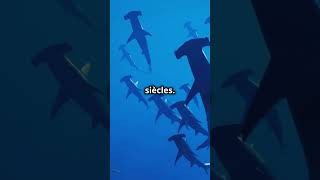 Les requins plus vieux que les arbres [upl. by Ardnek]