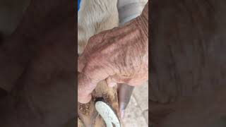 what is the Periople Rope  The making of a Farrier for Faye hoof trim journey periople curtain [upl. by Enyluqcaj]