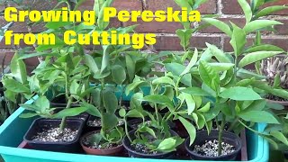 The Plant Traveller Growing Pereskia from Cuttings orapronobis [upl. by Katy]