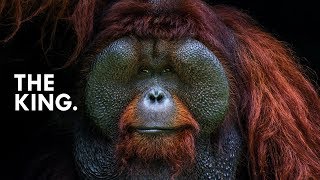 Orangutan King of the Treetops [upl. by Narrat828]