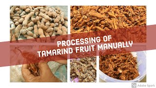 Processing of Tamarind fruit manuallysubtitled [upl. by Ancalin]