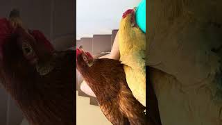 Crookshanks joining the bougie chicken sister cuddles petchicken cuteanimals backyardchickens [upl. by Atneciv]