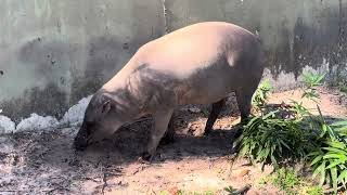 MALAYAN TAPIR [upl. by Ahsienek866]